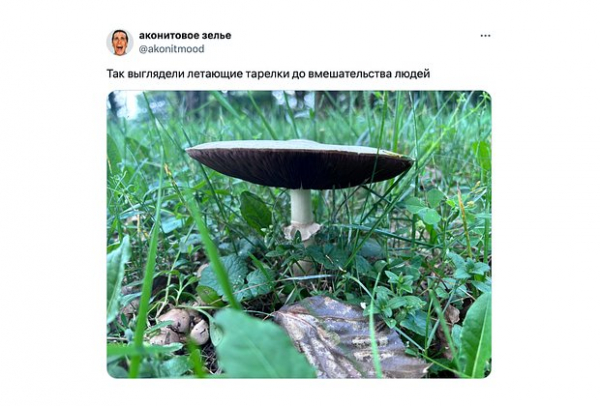 &laquo;Как будто мозг почесали&raquo;. Повсюду в интернете &mdash; дикий огурец. Что значат эти странные мемы и почему их так полюбили?