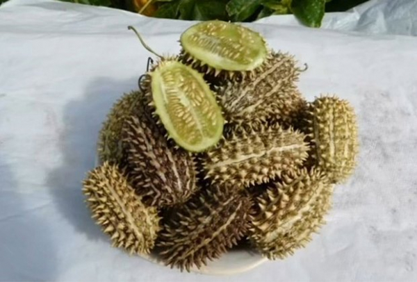 &laquo;Как будто мозг почесали&raquo;. Повсюду в интернете &mdash; дикий огурец. Что значат эти странные мемы и почему их так полюбили?