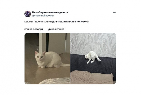 &laquo;Как будто мозг почесали&raquo;. Повсюду в интернете &mdash; дикий огурец. Что значат эти странные мемы и почему их так полюбили?