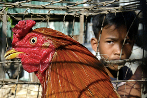 Останки рыбака нашли внутри крокодила