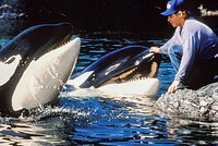 Речное чудовище поднялось на поверхность посреди крупного города