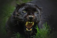 Речное чудовище поднялось на поверхность посреди крупного города