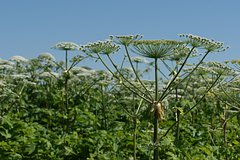 Россиянам назвали способ защитить дачу от борщевика