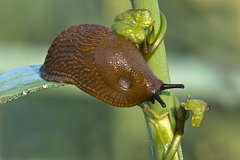 Россиянам рассказали о способах борьбы с разносящими инфекции слизнями