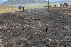 Рыба упала с неба и обесточила целый город