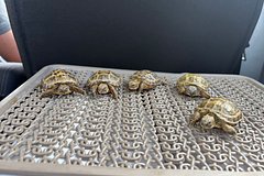 В российском городе на помойке нашли более десятка среднеазиатских черепашат