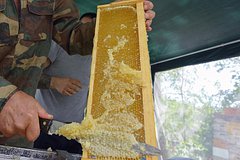 Алтайский мед в России оказался не алтайским