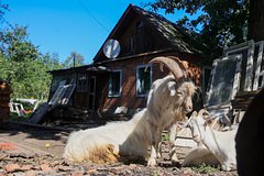 Бутовских коз забрали у владельца