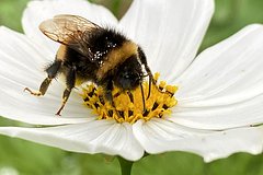 Четверть миллиарда пчел освободились после аварии с фурой