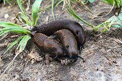 Дачникам назвали лучшие средства против улиток и слизней