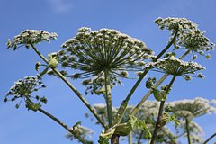 Дачникам назвали рабочие методы борьбы с борщевиком