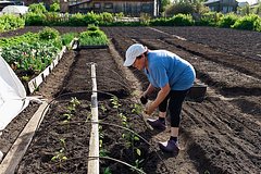 Дачников призвали отказаться от одного народного средства при лечении растений