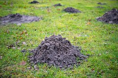 Дачников призвали отпугивать кротов с участка бензином