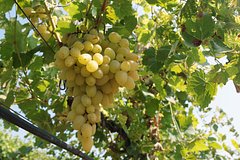 Дачников призвали развесить мишуру и белые нитки по участку