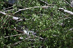 Деревья упали и придавили несколько автомобилей в Москве