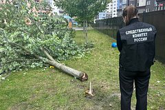 Дерево рухнуло на ребенка в детском саду российского города