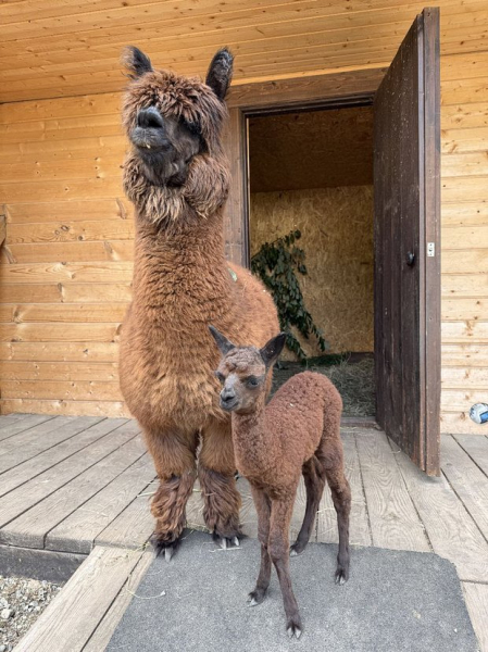 Детеныш альпаки получил экологичное имя на курорте &laquo;Манжерок&raquo;