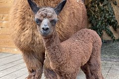 Детеныш альпаки получил экологичное имя на курорте &laquo;Манжерок&raquo;