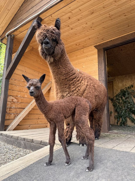 Детеныш альпаки получил экологичное имя на курорте &laquo;Манжерок&raquo;