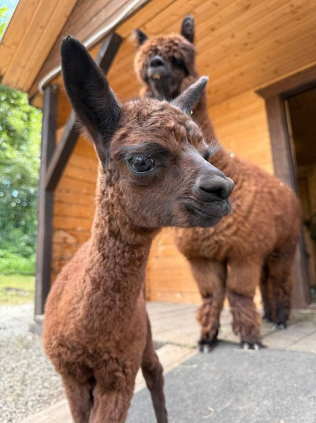 Детеныш альпаки получил экологичное имя на курорте &laquo;Манжерок&raquo;