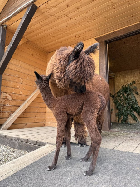 Детеныш альпаки получил экологичное имя на курорте &laquo;Манжерок&raquo;