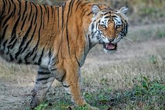Два редчайших тигра утащили и растерзали мужчину без штанов