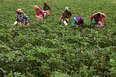 Индия отреагировала на решение Трампа о пошлинах