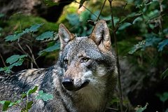 Известный волк напал на мальчика в заповеднике