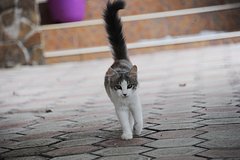 Кот провел неделю без еды и воды в контейнере грузового судна и спасся