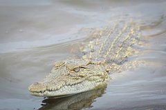 Крокодил растерзал рыбачку