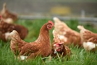 Крупные поставщики яиц отреагировали на сообщения о забое кур-несушек