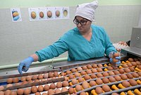 Крупные поставщики яиц отреагировали на сообщения о забое кур-несушек
