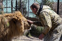 Лев оторвал руку постоянной посетительнице зоопарка