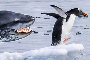Львица растерзала вышедшего в туалет бизнесмена