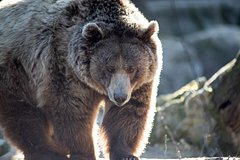 Медведь растерзал велосипедиста