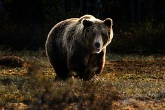Медведь утащил охотника в лес