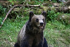 Медведь загрыз человека прямо на улице и поверг жителей города в ужас
