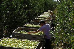 Министр сельского хозяйства рассказала о самообеспеченности России яблоками