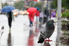 Москвичам спрогнозировали погоду на следующую неделю
