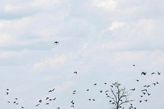 На территории еще одного российского региона уничтожили беспилотник