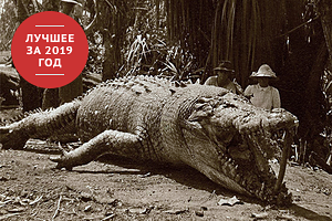 Нападение крупного питона на человека сняли на видео