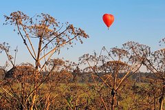 Назван способ уберечься от опасного растения