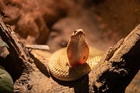 Названы самые &laquo;змеиные&raquo; районы Москвы и Подмосковья