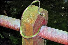 Названы самые &laquo;змеиные&raquo; районы Москвы и Подмосковья