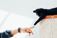 Неизвестное животное с человеческими руками озадачило ученых