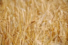 Перечислены главные покупатели российской пшеницы