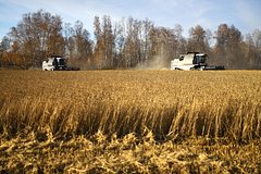 Площади посевов яровой пшеницы упадут до минимума