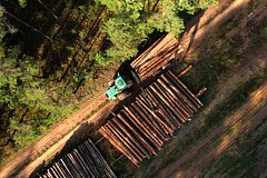 Постсоветская республика запретила экспортировать древесину