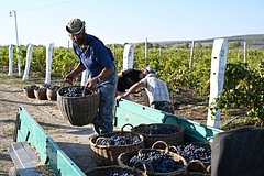 Предсказан рост производства вина в России