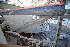 Предвещающую катастрофы &laquo;рыбу Судного дня&raquo; выбросило на берег в Австралии